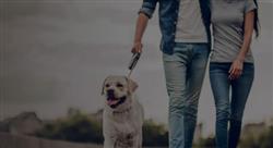 man and woman walking side by side with dog on a leash